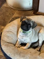  Miss Green, a female Pug for sale in Big Rock, IL – 6 of 10
