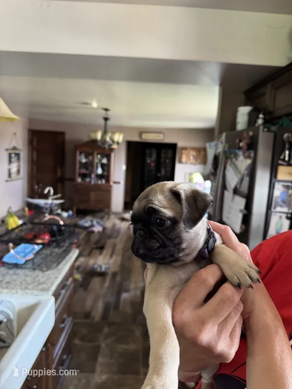 Miss Purple – Pug puppy for sale in Big Rock, IL
