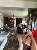 Miss Purple, a female Pug for sale in Big Rock, IL – 1 of 3