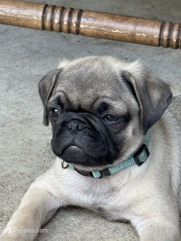 Mr. Turquoise – Pug puppy for sale in Big Rock, IL