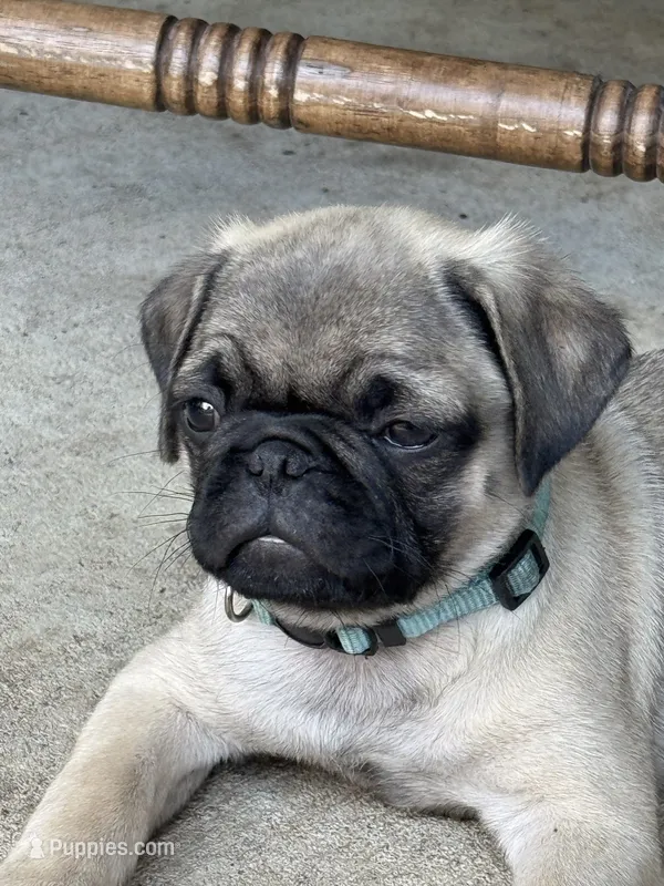 Mr. Turquoise – Pug puppy for sale in Big Rock, IL