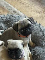 Miss Orange, a female Pug for sale in Big Rock, IL – 2 of 3
