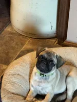  Miss Green, a female Pug for sale in Big Rock, IL – 7 of 10