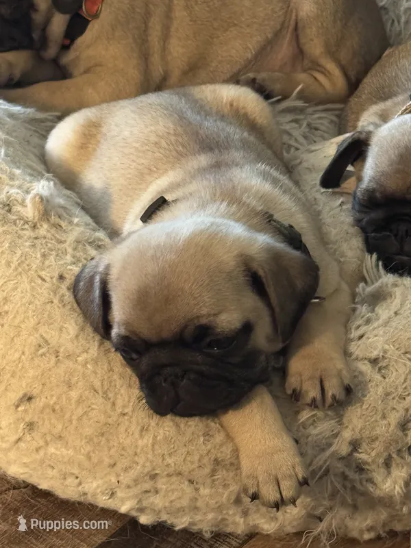 HOLD- Miss Tan – Pug puppy for sale in Big Rock, IL