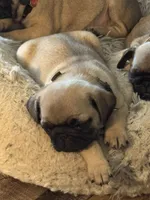 HOLD- Miss Tan, a female Pug for sale in Big Rock, IL – 1 of 2