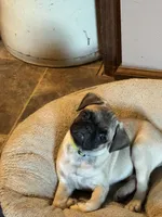  Miss Green, a female Pug for sale in Big Rock, IL – 8 of 10