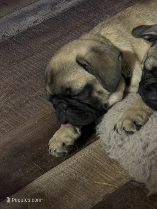 Mr. Turquoise – Pug puppy for sale in Big Rock, IL