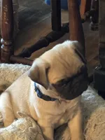 Mr.Blue, a male Pug for sale in Big Rock, IL – 4 of 4