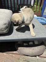 Mr. Turquoise, a male Pug for sale in Big Rock, IL – 3 of 3