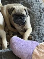 HOLD- Miss Tan, a female Pug for sale in Big Rock, IL – 2 of 2