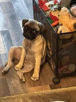 Miss Orange, a female Pug for sale in Big Rock, IL – 2 of 6