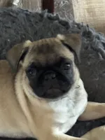  Miss Green, a female Pug for sale in Big Rock, IL – 1 of 10
