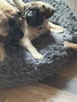  Miss Green, a female Pug for sale in Big Rock, IL – 9 of 10