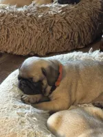 Miss Orange, a female Pug for sale in Big Rock, IL – 3 of 3