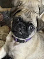 Miss Purple, a female Pug for sale in Big Rock, IL – 3 of 3
