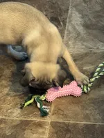 Miss Orange, a female Pug for sale in Big Rock, IL – 6 of 6