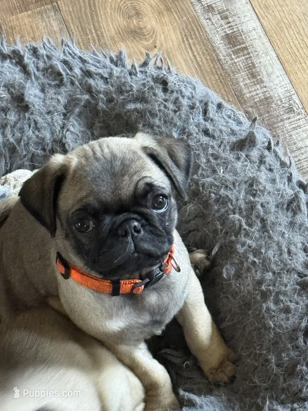 Miss Orange – Pug puppy for sale in Big Rock, IL