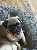 Miss Orange, a female Pug for sale in Big Rock, IL – 1 of 3