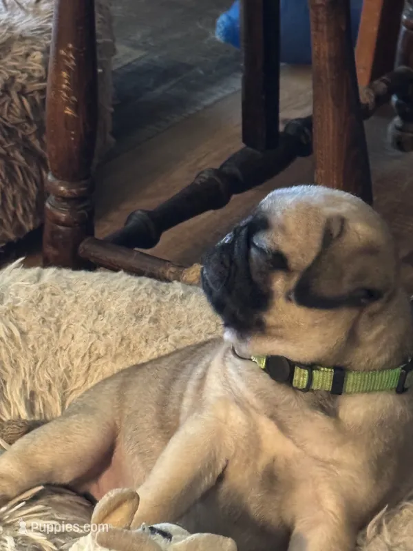 Miss Green – Pug puppy for sale in Big Rock, IL