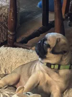 Miss Green, a female Pug for sale in Big Rock, IL – 1 of 3