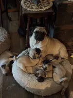 Miss Green, a female Pug for sale in Big Rock, IL – 3 of 3