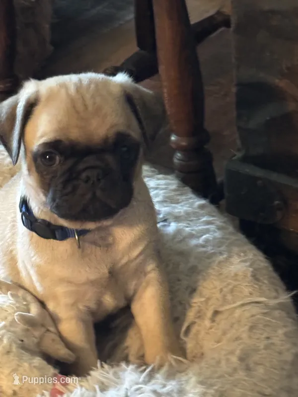 Mr.Blue – Pug puppy for sale in Big Rock, IL