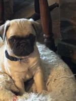 Mr.Blue, a male Pug for sale in Big Rock, IL – 2 of 4