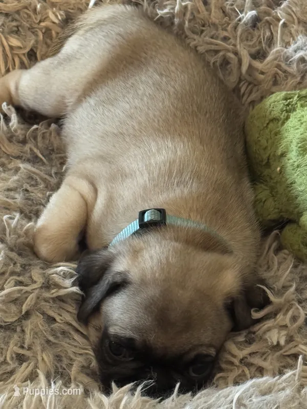 Mr. Turquoise – Pug puppy for sale in Big Rock, IL