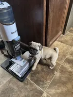 Mr. Turquoise, a male Pug for sale in Big Rock, IL – 2 of 3