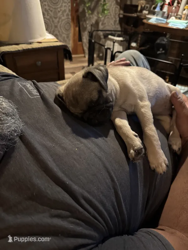  Miss Green – Pug puppy for sale in Big Rock, IL