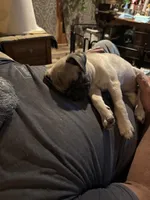  Miss Green, a female Pug for sale in Big Rock, IL – 4 of 10