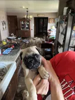 Miss Purple, a female Pug for sale in Big Rock, IL – 2 of 3