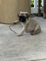  Miss Green, a female Pug for sale in Big Rock, IL – 10 of 10