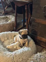 Mr.Blue, a male Pug for sale in Big Rock, IL – 3 of 4