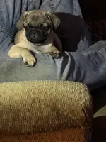  Miss Green, a female Pug for sale in Big Rock, IL – 2 of 10
