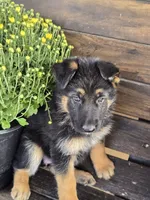 KOBALT, a male German Shepherd Dog for sale in Exeter, MO – 9 of 9