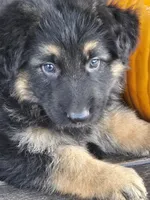 KILO, a male German Shepherd Dog for sale in Exeter, MO – 3 of 8