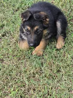 GRETA, a female German Shepherd Dog for sale in Exeter, MO – 5 of 7