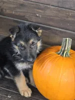 NASH, a male German Shepherd Dog for sale in Exeter, MO – 2 of 4