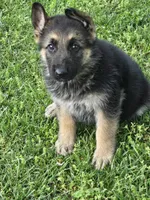 DIESEL, a male German Shepherd Dog for sale in Exeter, MO – Photo 3 of 4