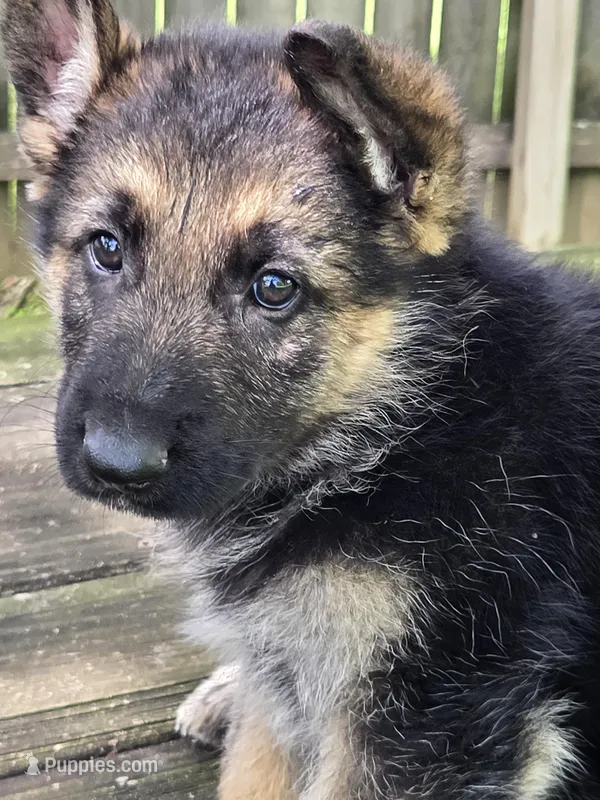 DIESEL – German Shepherd Dog puppy for sale in Exeter, MO