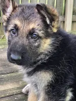 DIESEL, a male German Shepherd Dog for sale in Exeter, MO – Photo 1 of 4