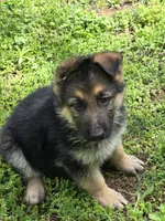 DIESEL, a male German Shepherd Dog for sale in Exeter, MO – Photo 2 of 4