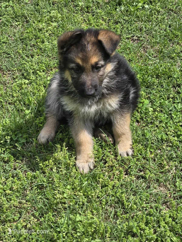 DIESEL – German Shepherd Dog puppy for sale in Exeter, MO