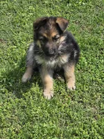 DIESEL, a male German Shepherd Dog for sale in Exeter, MO – Photo 4 of 4