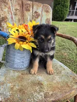 GRETA, a female German Shepherd Dog for sale in Exeter, MO – 3 of 7