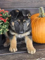 KOBALT, a male German Shepherd Dog for sale in Exeter, MO – 8 of 9
