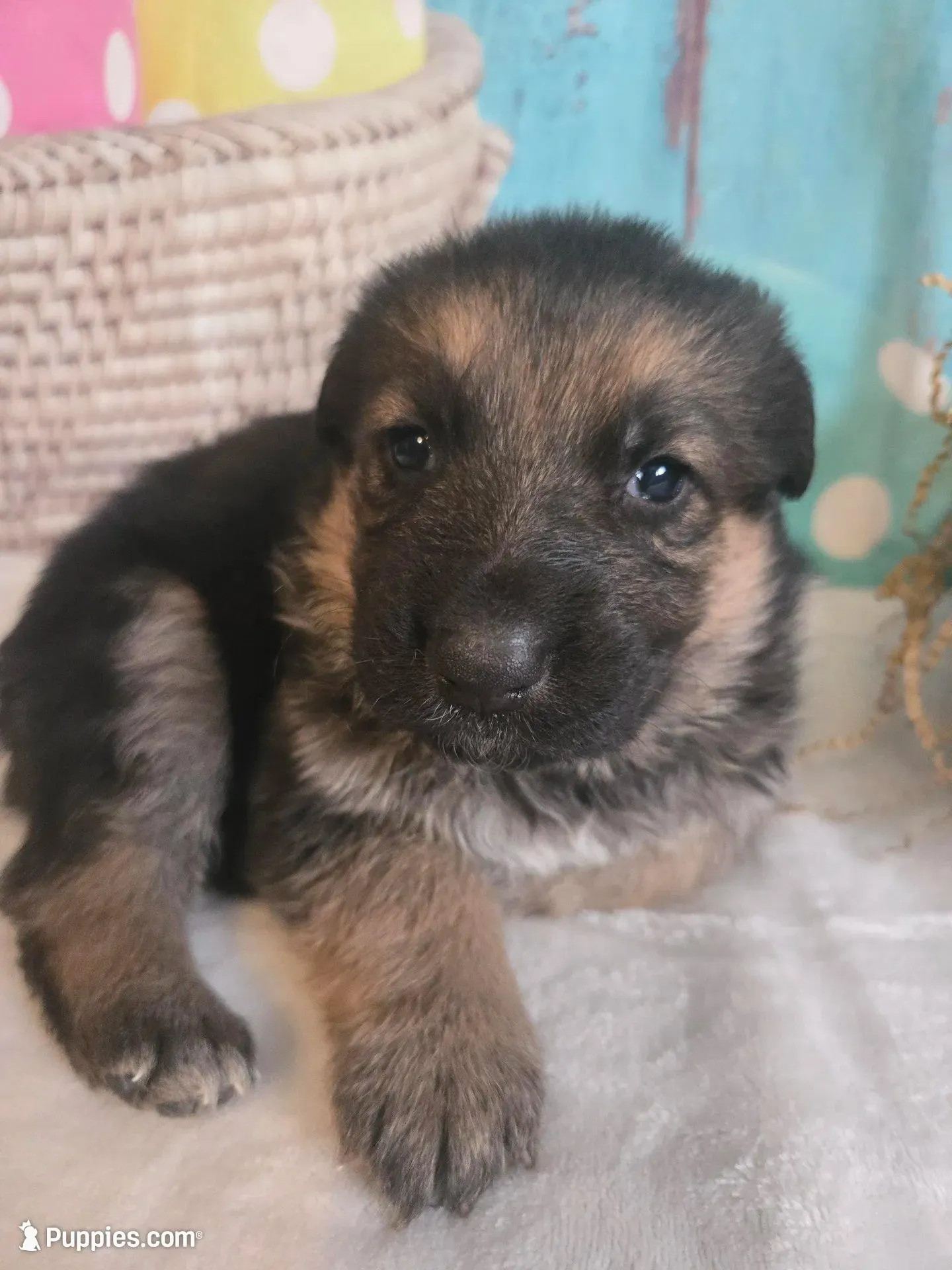 LOLA – German Shepherd Dog puppy for sale in Exeter, MO