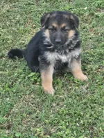 LOLA, a female German Shepherd Dog for sale in Exeter, MO – Photo 9 of 9