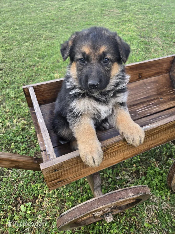 LOLA – German Shepherd Dog puppy for sale in Exeter, MO
